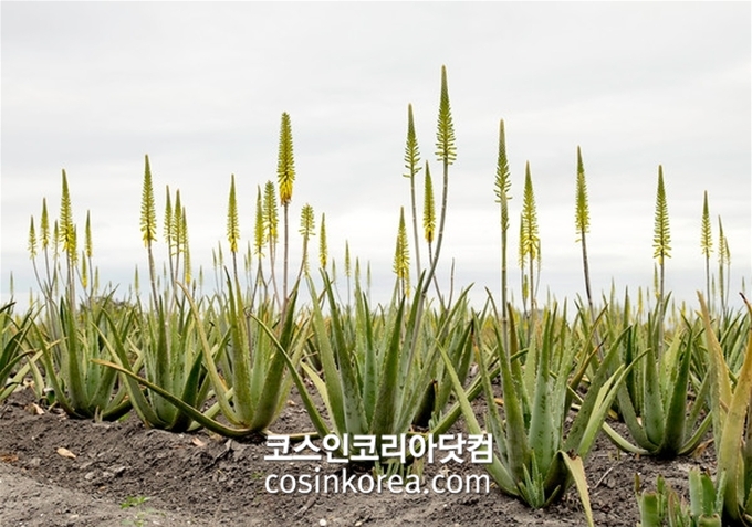 유니베라, 국내 최초 '알로에 꽃' 효능 밝혔다