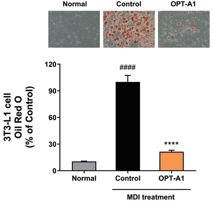 [신소재 신원료 소개] 옵트바이오, 마이크로바이옴 체지방 개선 이너뷰티 원료 Metabiotics OPT-A1