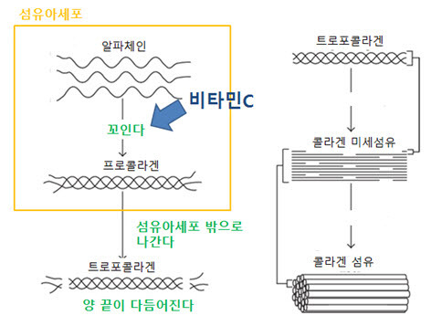 [박태선 교수의 뷰티 컬럼] "바르는 것만으론 부족하다" 피부, 콜라겐, 그리고 비타민C의 모든 것